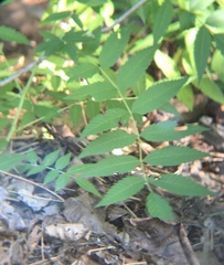 Sorbaria sorbifolia