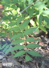Sorbaria sorbifolia