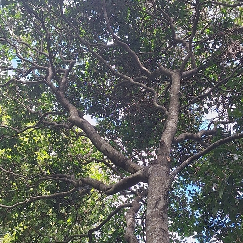 Image of Diospyros geminata by (c) Greg Tasney, some rights reserved (CC BY-SA)
