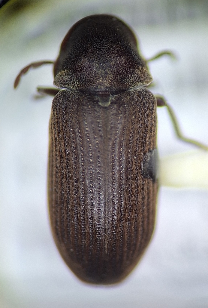 Hadrobregmus quadrulus