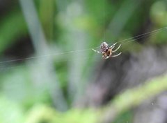 Neoscona menghaiensis