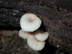 Crepidotus nyssicola