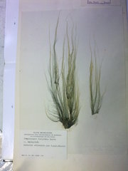 Compsopogon coeruleus
