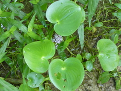 Pontederiaceae