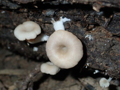 Crepidotus nyssicola