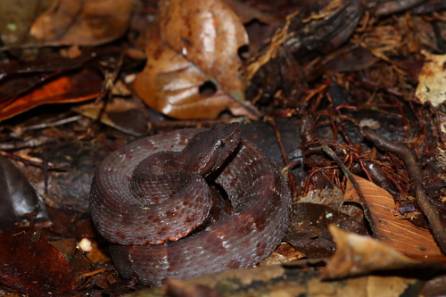 Chocoan Toadheaded Pitviper