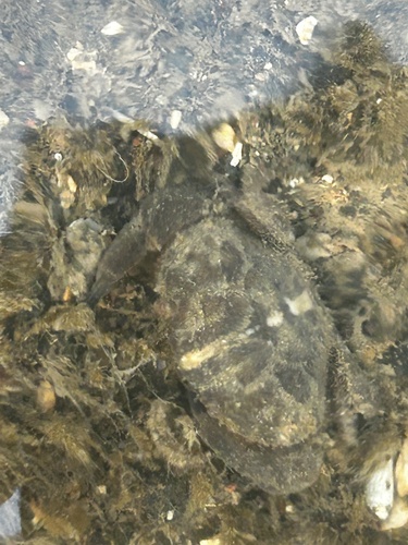 Leptodius gracilis observed 2025-02-03