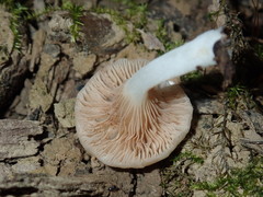 Crepidotus nyssicola