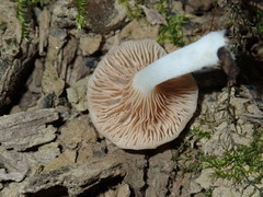 Crepidotus nyssicola