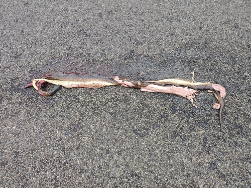 Black-headed Python sighting