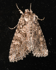 Anarta trifolii