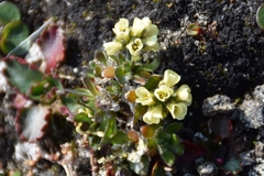 Draba oxycarpa