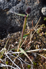 Alopecurus magellanicus