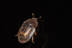Lobiopa insularis