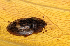 Lobiopa insularis