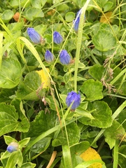 Gentiana platypetala