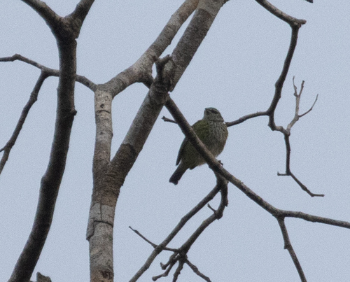 Spotted Tanager (Ixothraupis punctata), photo 2