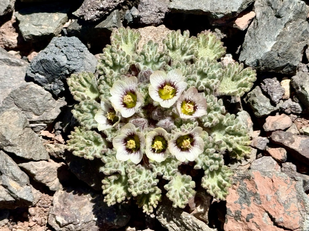 Nototriche compacta