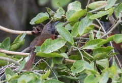 Synallaxis erythrothorax