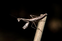 Callimantis antillarum