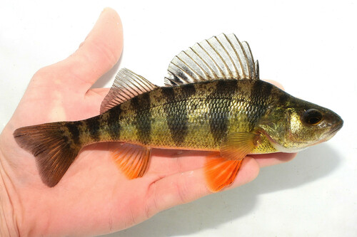 Yellow Perch