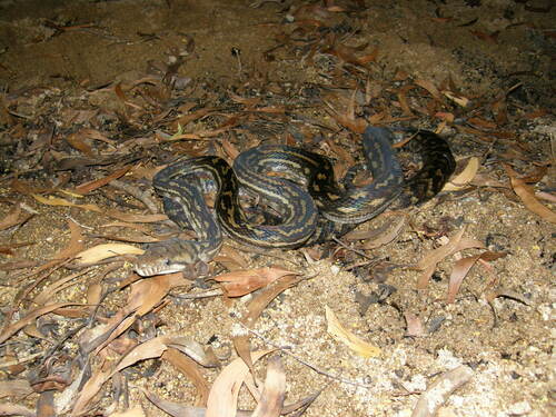 Australian Scrub Python sighting