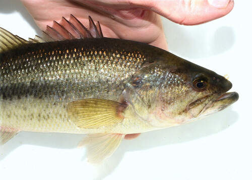 Largemouth Bass, photo 8 of 10
