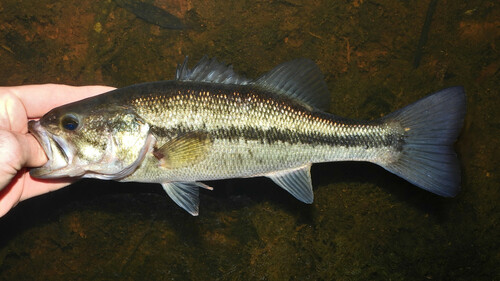 Largemouth Bass, photo 9 of 10