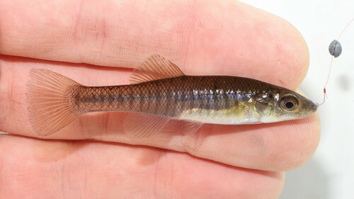 Banded Killifish, photo 8 of 8
