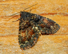 Metalectra richardsi