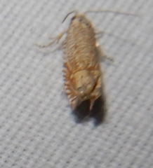 Eucosma argutipunctana