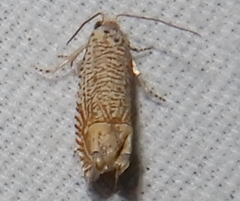 Eucosma argutipunctana