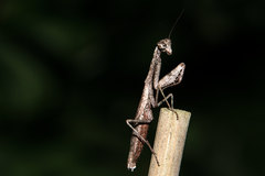 Callimantis antillarum