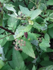 Evora hemidesma