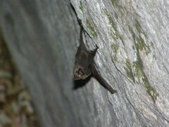 Troughton's Sheath-Tailed Bat photo 3