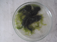 Ulva compressa
