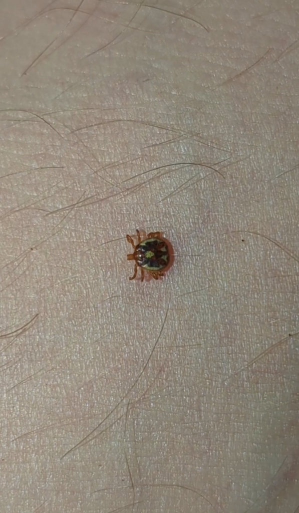 Amblyomma varanense (Amblyomma varanense)