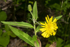 Hieracium umbellatum umbellatum