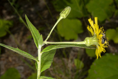 Hieracium umbellatum umbellatum