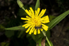 Hieracium umbellatum umbellatum