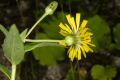 Hieracium umbellatum umbellatum