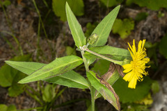 Hieracium umbellatum umbellatum