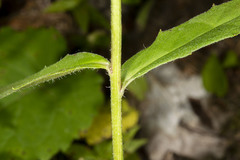 Hieracium umbellatum umbellatum