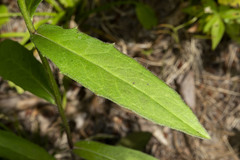 Hieracium umbellatum umbellatum