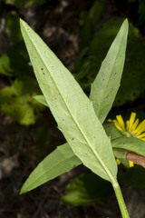Hieracium umbellatum umbellatum