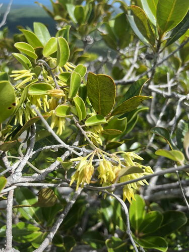 Vincetoxicum biglandulosum observed 2025-01-31