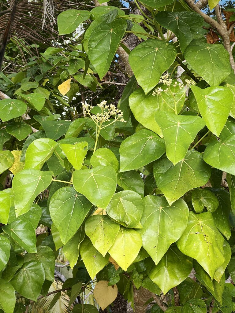 Imagem de Pau-de-jangada