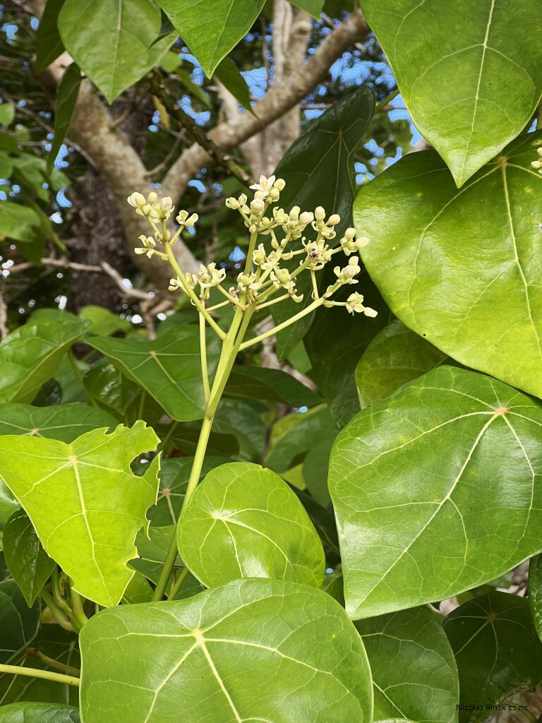Imagem de Pau-de-jangada