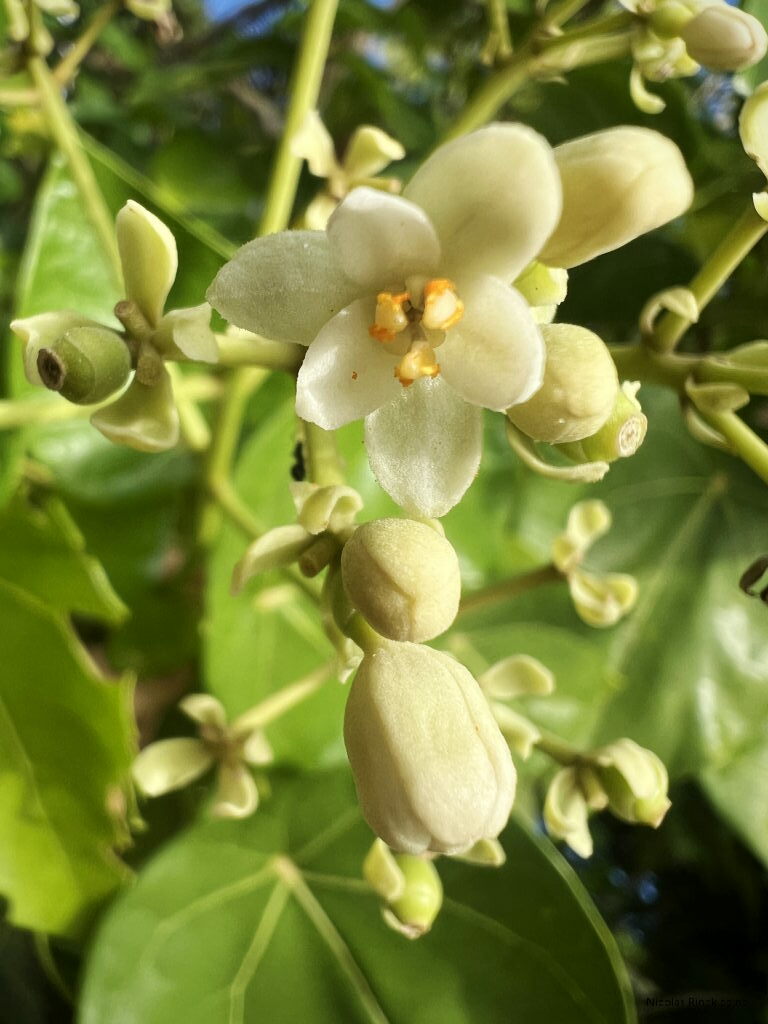 Imagem de Pau-de-jangada