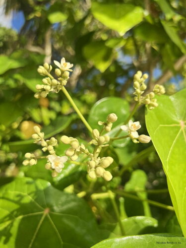 Foto de Pau-de-jangada